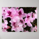 Search for azalea art Nature