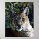 Search for siberian posters Feline