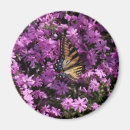 Search for phlox magnets Summer