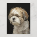 Search for brown eye postcards Dogs