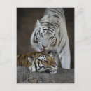 Search for white tiger postcards Predator
