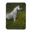 Search for arabs magnets Bob langrish