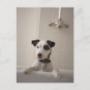 Search for loyalty vertical postcards Animal body part