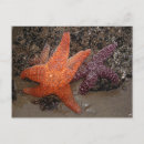 Search for starfish postcards Nature photography