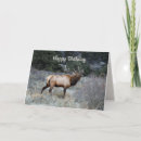 Search for bugle call Bugling