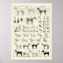Search for horse anatomy posters Horses