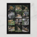 Search for snow tiger postcards Baby