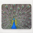 Search for blue peacock mouse mats Animals