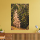 Search for tree bark canvas prints Forest