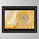 Search for nautilus seashell posters Seashells