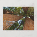 Search for big tree postcards California