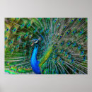Search for blue peacock bird posters Wildlife