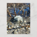 Search for beach pebbles postcards Seashore