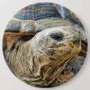 Search for tortoise round badges Animals