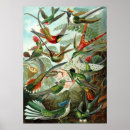 Search for zoology posters Ernst haeckel