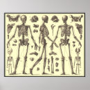 Search for vintage medical skeleton posters Diagram