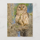 Search for strix postcards Usa