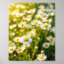 Search for spring daisy posters Summer