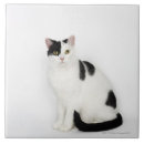 Search for spotted tiles Cat