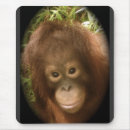 Search for malaysia electronics Wildlife