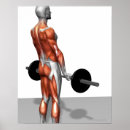 Search for deadlift gym art Weight training