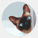 Search for peeking cat stickers Animal