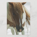 Search for mustang invitations Horse