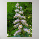 Search for chestnut posters Tree