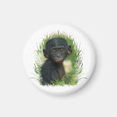 Search for ape magnets Primate