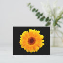 Search for calendula postcards Orange