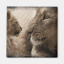 Search for lion kid magnets Wildlife
