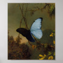 Search for blue morpho butterfly posters Animal
