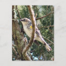 Search for warbler postcards Animals
