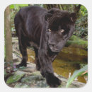 Search for panther cat stickers Animal