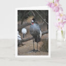 Search for crane bird cards Grey crowned crane