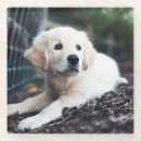 Search for puppy coasters Selective focus