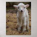 Search for baby lamb posters Babies