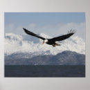 Search for haliaeetus posters Flying