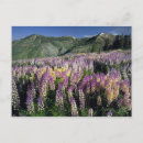 Search for ecologic postcards Ecology