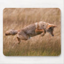 Search for coyote mouse mats Usa