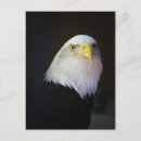 Search for bald eagle stamp postcards America