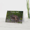 Search for kangaroo cards Cute