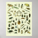 Search for vintage insect art Bugs