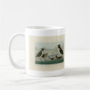 Search for auk Audubon
