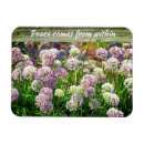 Search for pretty magnets Photograph