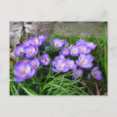 Search for spring crocus postcards Flower