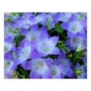 Search for bellflower art Floral
