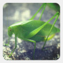 Search for grasshopper stickers Nature