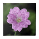 Search for geranium tiles Pink