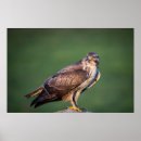 Search for talons art Beak